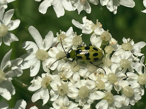 iNaturalist observation photo of Spotted Cucumber Beetle
