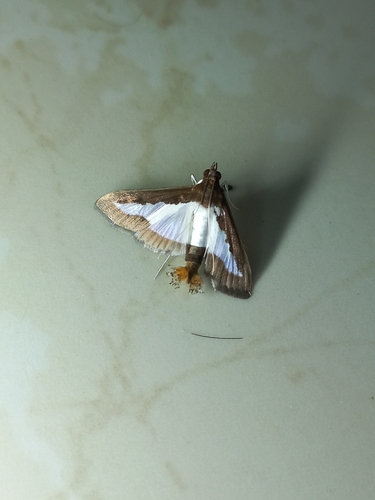 Cucumber Moth