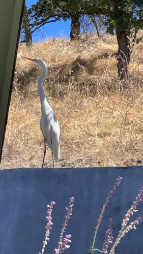 Great Egret seen in Sonoma Valley