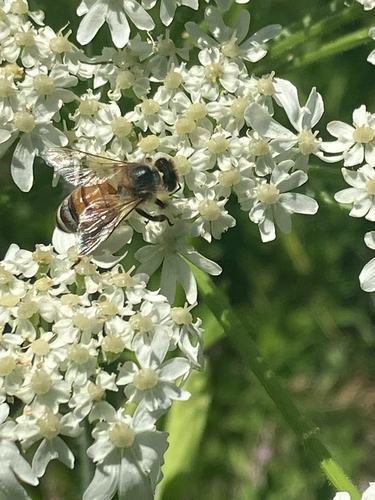 iNaturalist observation photo of Western Honey Bee