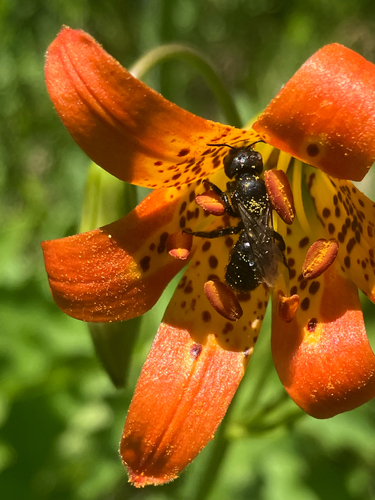 iNaturalist observation photo of Small Mason Bees