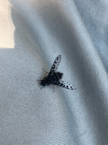 iNaturalist observation photo of Spotted Bee Fly