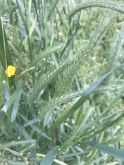 Hordeum pusillum