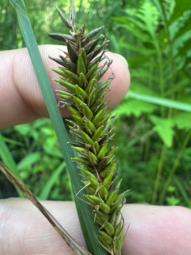 Carex lacustris, photograph 2