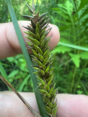 Carex lacustris, photograph (c) Peter Quakenbush, some rights reserved (CC BY)