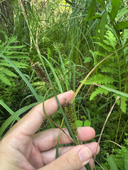 Carex lacustris