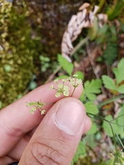 Osmorhiza brachypoda
