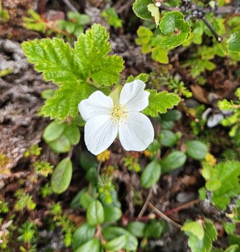 cloudberry