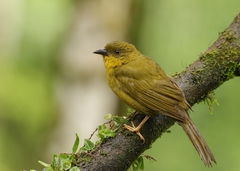 Orthogonys chloricterus