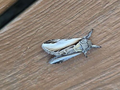 Black-rimmed Prominent photo 4