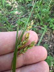 Carex davisii, photograph (c) Peter Quakenbush, some rights reserved (CC BY)