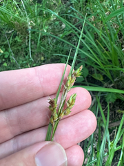 Carex davisii, photograph (c) Peter Quakenbush, some rights reserved (CC BY)