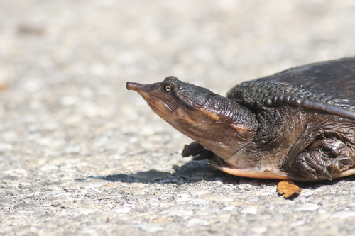 Florida Softshell Turtle