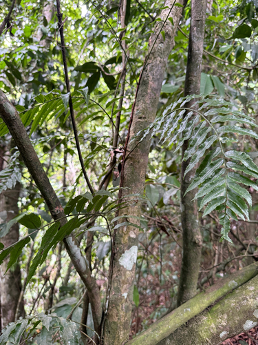 Lomagramma observed 2026-07-07