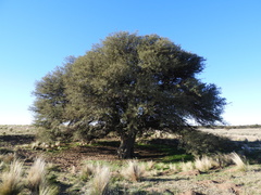 Prosopis caldenia
