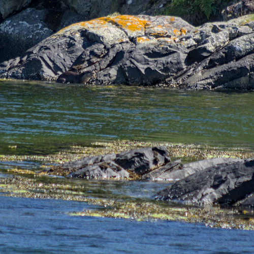 Eurasian Otter