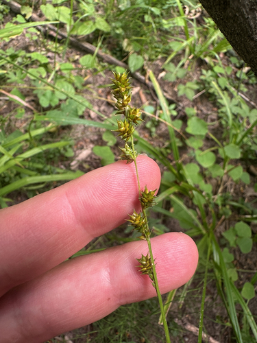 Carex sparganioides, photograph 6