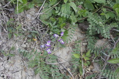 Astragalus emoryanus