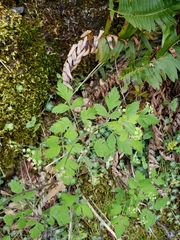Osmorhiza brachypoda