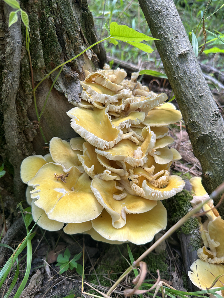 Golden Oyster Mushroom · July 2026 · photo: Photo: (c) Peter Quakenbush, some rights reserved (CC BY) · iNaturalist