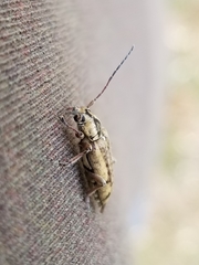 Atimia