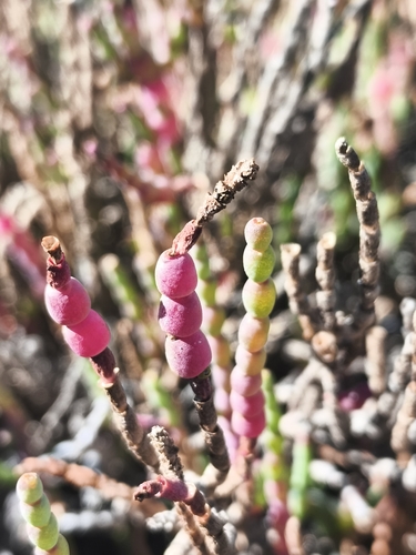 Salicornia neei, photograph 4