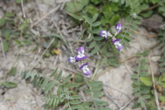 Astragalus emoryanus