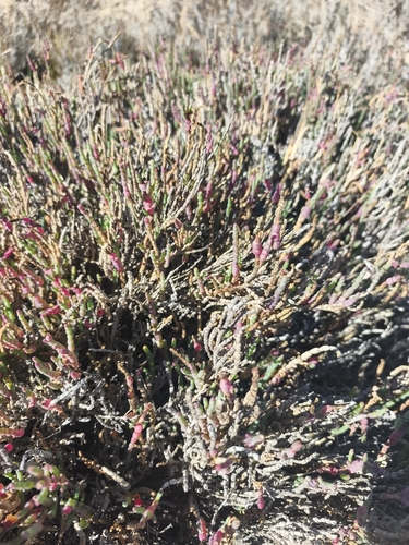 Salicornia neei, photograph 5