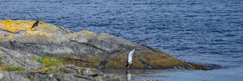 Eurasian Oystercatcher