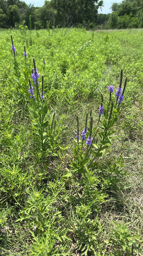 hoary vervain