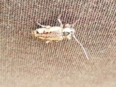 Atimia