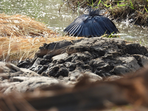 iNaturalist image