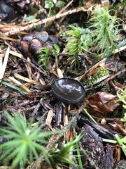 Pseudoplectania vogesiaca