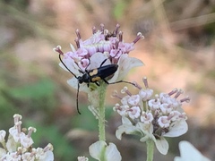 Typocerus lunulatus texanus