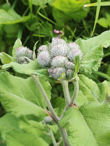 Woolly Burdock