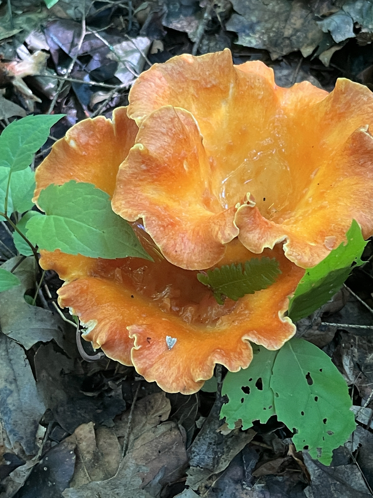 Scaly Chanterelle · July 2026 · photo: Photo: no rights reserved · iNaturalist