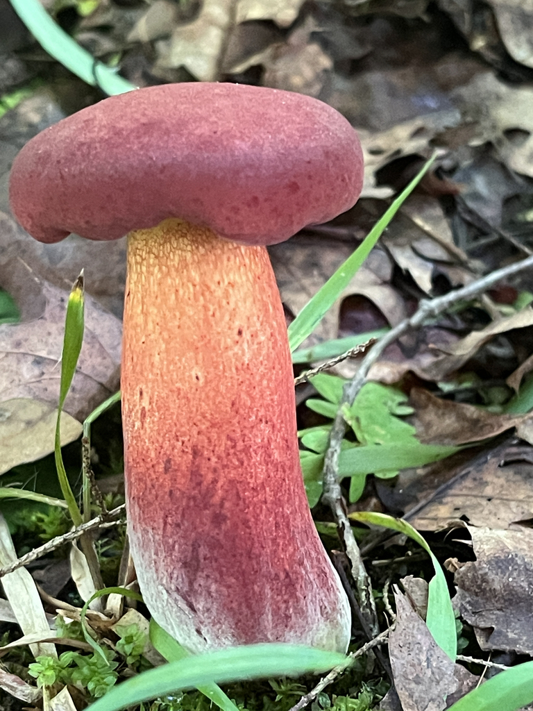 two-colored bolete · July 2026 · photo: Photo: no rights reserved · iNaturalist