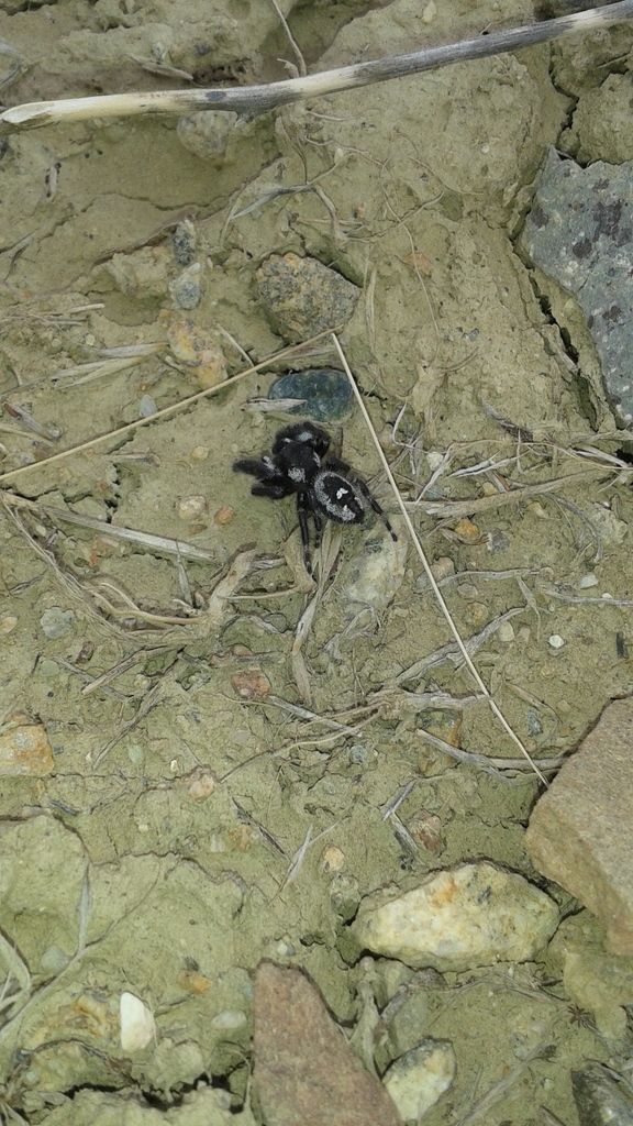 Bold Jumping Spider from Lagerman Reservoir, Colorado 80503, USA on ...