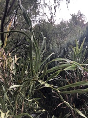 Carmichaelia williamsii