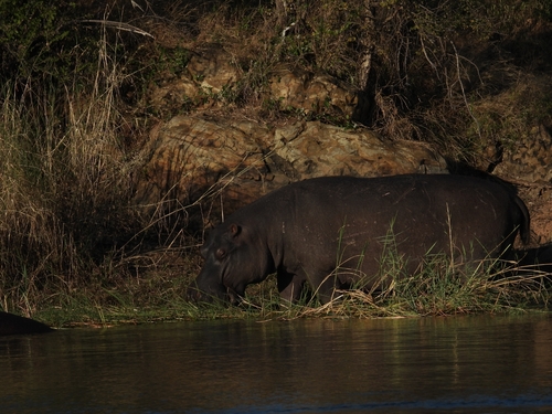 Common Hippopotamus