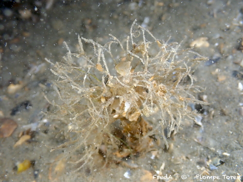Sand Mason Worm, Schouwen-Duiveland, Pays-Bas, photo 6 of 10
