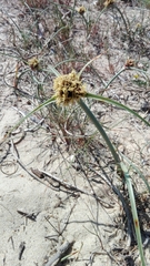 Cyperus capitatus