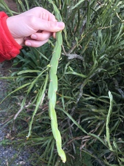 Carmichaelia williamsii