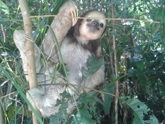 Bradypus tridactylus