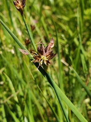 Juncus phaeocephalus