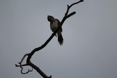 Cyanocitta cristata image