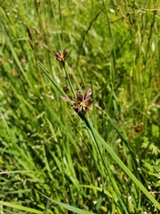 Juncus phaeocephalus