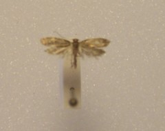 Chrysorthenches drosochalca