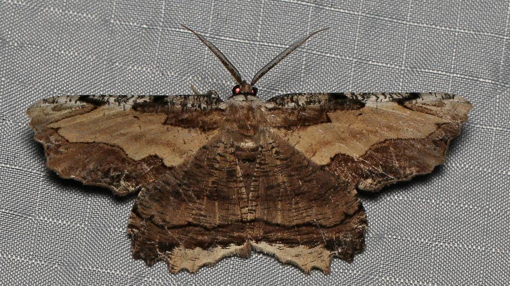 Lytrosis sinuosa