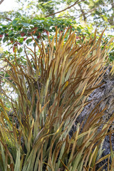 (c) Alan Bell, some rights reserved (CC BY) Pyrrosia longifolia, photograph (c) Alan Bell, some rights reserved (CC BY)
